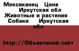 Мексиканец › Цена ­ 4 500 - Иркутская обл. Животные и растения » Собаки   . Иркутская обл.